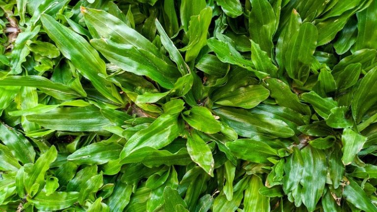 Detail Kandungan Gizi Rumput Gajah untuk Sapi dan Efeknya pada Pertumbuhan
