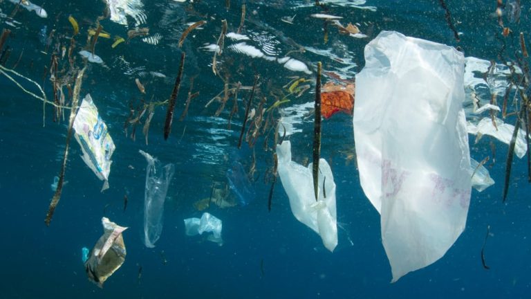 Efek Buruk Plastik Buat Hewan Laut Bisa Bahaya Banget!