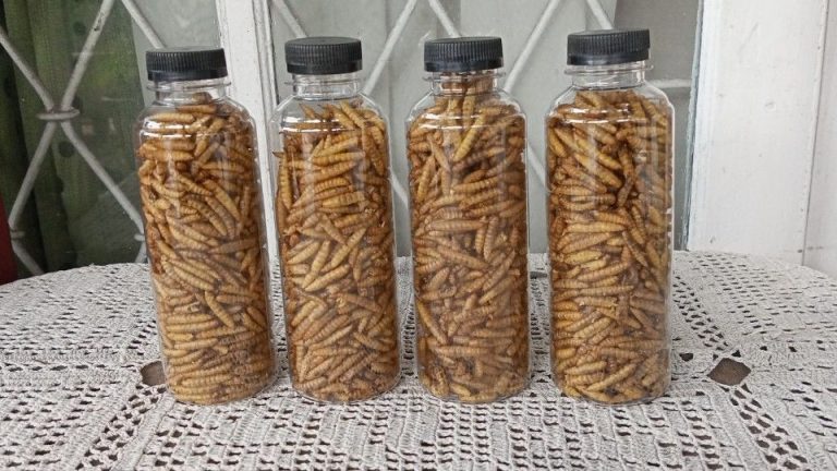 Cara Mengeringkan Maggot dengan Cepat dan Efisien di Rumah