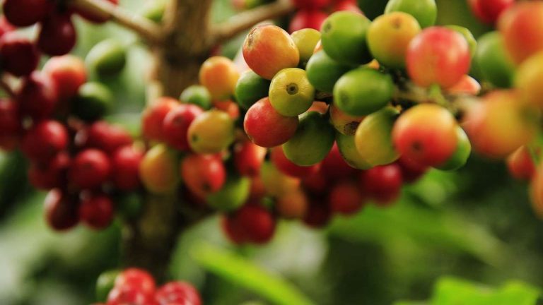 Tips Panen Buah Kopi yang Matang